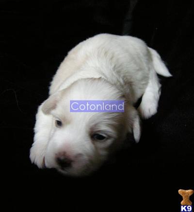 Puppies Of FCI International Champion Bloodlines